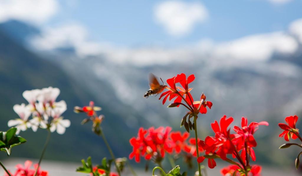 Artemis Easy Stay Self Check In-Out Saas-Fee Quarto foto